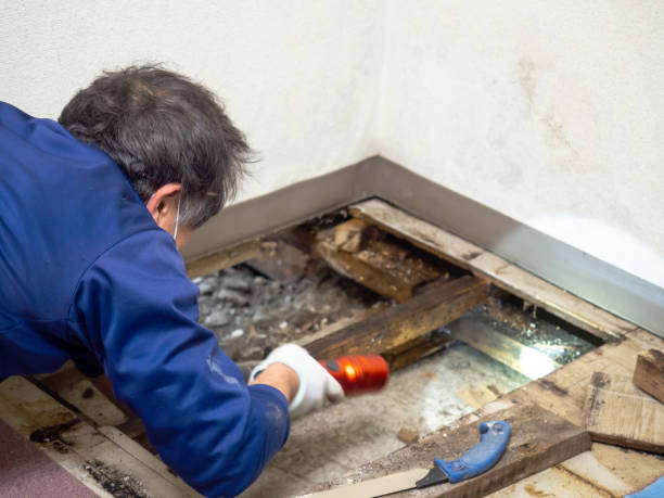 Attic Mold Removal in Albany, IN