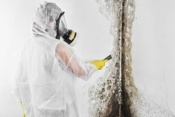Best Mold Removal Company Near Me  in Albany, IN