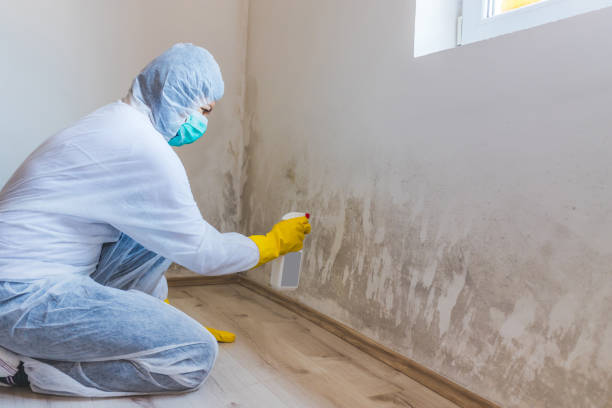 Mold Removal Process in Albany, IN