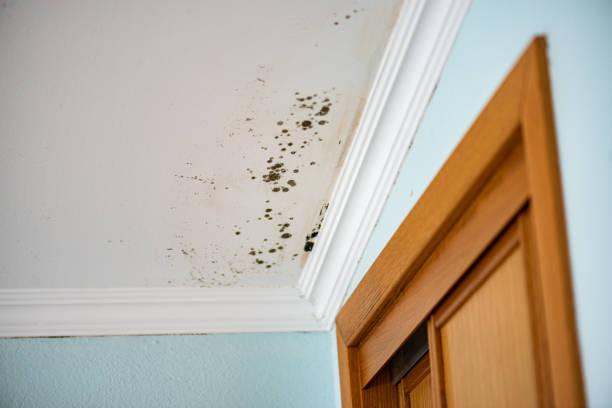 Best Best Mold Removal Companies  in Albany, IN