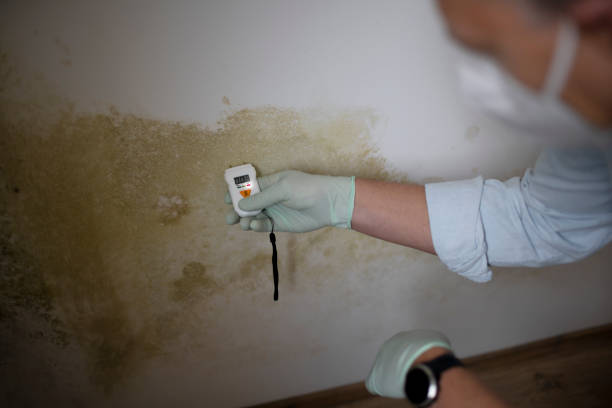 Best Mold Cleaning Services  in Albany, IN