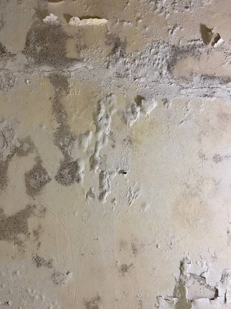 Best Certified Mold Removal  in Albany, IN
