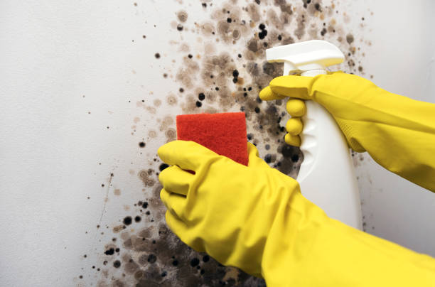 Best Office Mold Removal Services  in Albany, IN