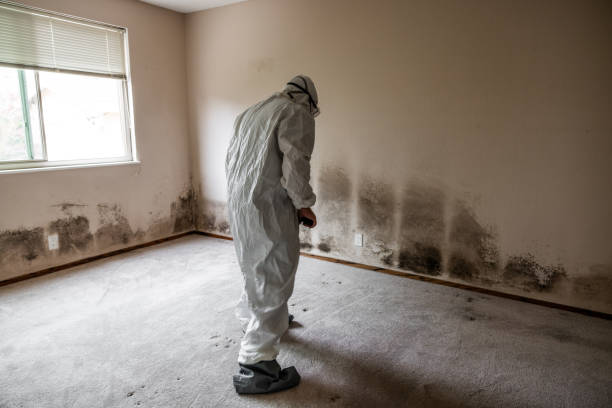 Best Attic Mold Removal  in Albany, IN