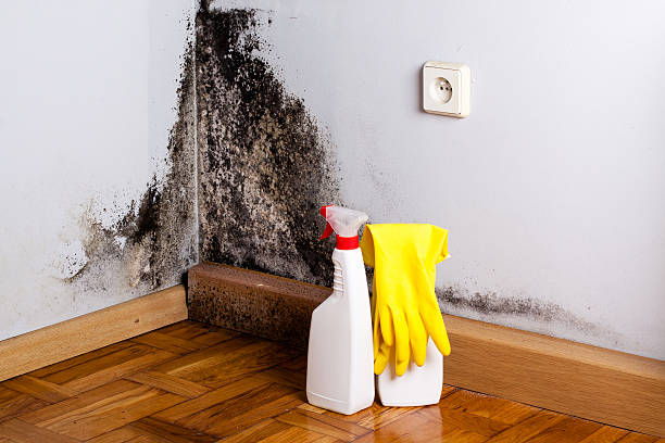 Best Black Mold Removal  in Albany, IN