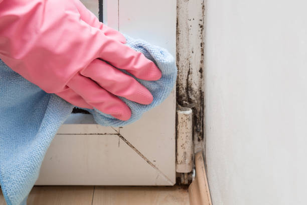Best Mold Remediation Experts  in Albany, IN
